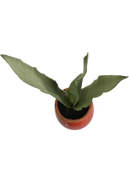 Armenbotanik Dekoratif Toprak Saksıda Sansevieria Moonlight ( Sanseverya ) 35CM modelleri