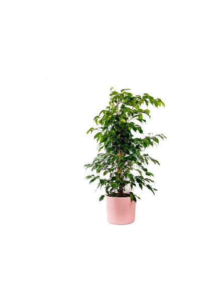Ficus Benjamina Danielle-Benjamin Bitkisi-Pembe Ruby Saksılı 100-120 cm