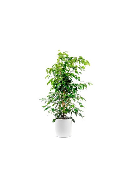 Ficus Benjamina Danielle-Benjamin Bitkisi-Beyaz Ruby Saksılı 100-120 cm