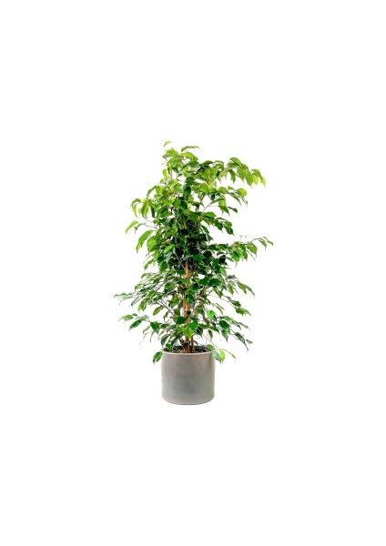Ficus Benjamina Danielle-Benjamin Bitkisi-Antrasit Ruby Saksılı 100-120 cm