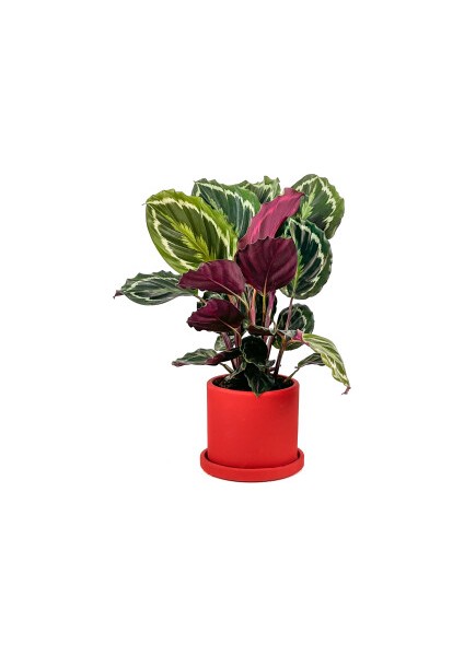 Kalatya-Calathea Medallion-Ithal Ruby Kırmızı Saksılı 30-40cm