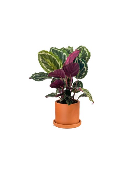 Kalatya-Calathea Medallion-Ithal Ruby Terra Cotta Saksılı 30-40cm