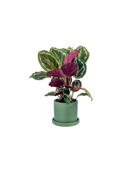 Kalatya-Calathea Medallion-Ithal Ruby Mint Yeşili Saksılı 30-40cm