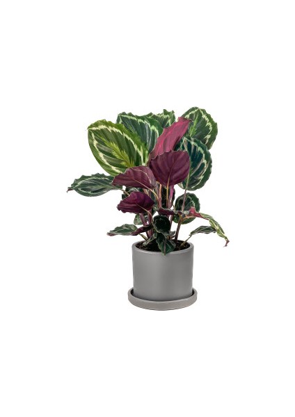 Kalatya-Calathea Medallion-Ithal Ruby Antrasit Saksılı 30-40cm
