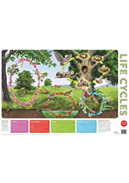 Wallchart Pack Of 2 9+