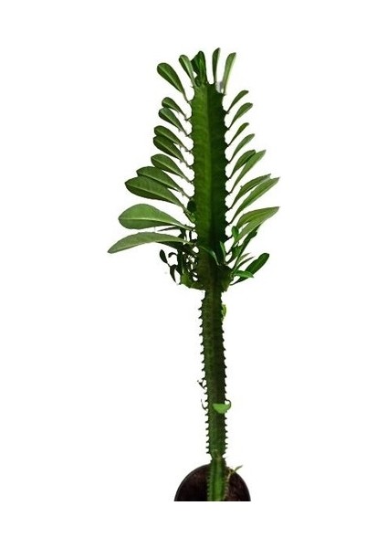 Euphorbia Trigona Cactus Süt Ağacı Kaktüsü 50 cm