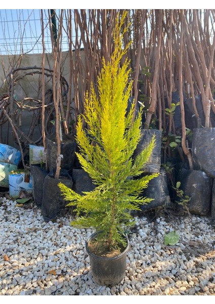 Saksıda Limon Servi Fidanı 80-90 cm