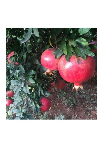 Hicaz Nar Fidanı 30 40 cm Boy Açık Kök Aşılı