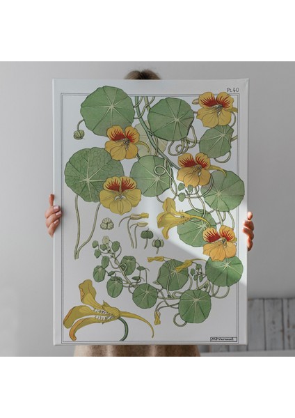 Nasturtium Çiçeği Kanvas Tablo fırsatları