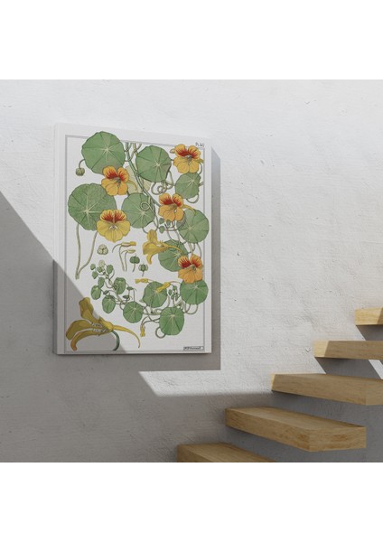 Nasturtium Çiçeği Kanvas Tablo indirimleri