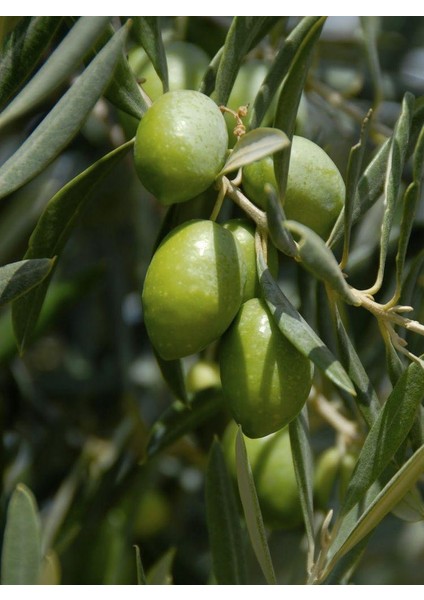 Tüplü Gemlik Tirilye Zeytin Fidanı 1 Adet 80-90 cm