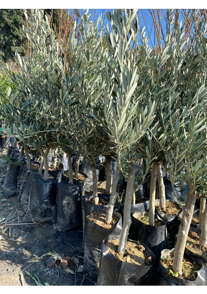 Tüplü Gemlik Tirilye Zeytin Fidanı 1 Adet 80-90 cm
