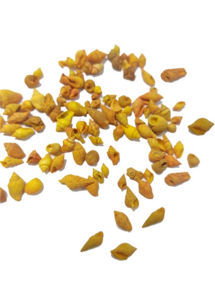 Deniz Kabuğu - Turuncu 25 gr