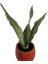 Armenbotanik Dekoratif Toprak Saksıda Sansevieria Moonlight ( Sanseverya ) 35CM 1