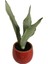 Armenbotanik Dekoratif Toprak Saksıda Sansevieria Moonlight ( Sanseverya ) 35CM 2