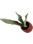 Armenbotanik Dekoratif Toprak Saksıda Sansevieria Moonlight ( Sanseverya ) 35CM 4