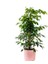 Ficus Benjamina Danielle-Benjamin Bitkisi-Pembe Ruby Saksılı 100-120 cm 1