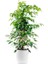 Ficus Benjamina Danielle-Benjamin Bitkisi-Beyaz Ruby Saksılı 100-120 cm 1