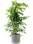 Ficus Benjamina Danielle-Benjamin Bitkisi-Antrasit Ruby Saksılı 100-120 cm 1