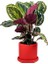 Kalatya-Calathea Medallion-Ithal Ruby Kırmızı Saksılı 30-40cm 1