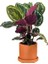 Kalatya-Calathea Medallion-Ithal Ruby Terra Cotta Saksılı 30-40cm 1