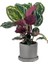 Kalatya-Calathea Medallion-Ithal Ruby Antrasit Saksılı 30-40cm 1