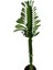 Euphorbia Trigona Cactus Süt Ağacı Kaktüsü 50 cm 1
