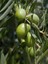 Tüplü Gemlik Tirilye Zeytin Fidanı 1 Adet 80-90 cm 1