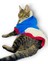 Sweet Blue Rabbit Sweatshirt Kapşonlu Kedi Kıyafeti Kedi Sweatshirt 2