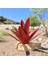 Dekoratif Agave Bitki El Boyalı Sanat Ev Dekor Aksesuarları Koyu Kırmızı 65 cm. (Yurt Dışından) 4