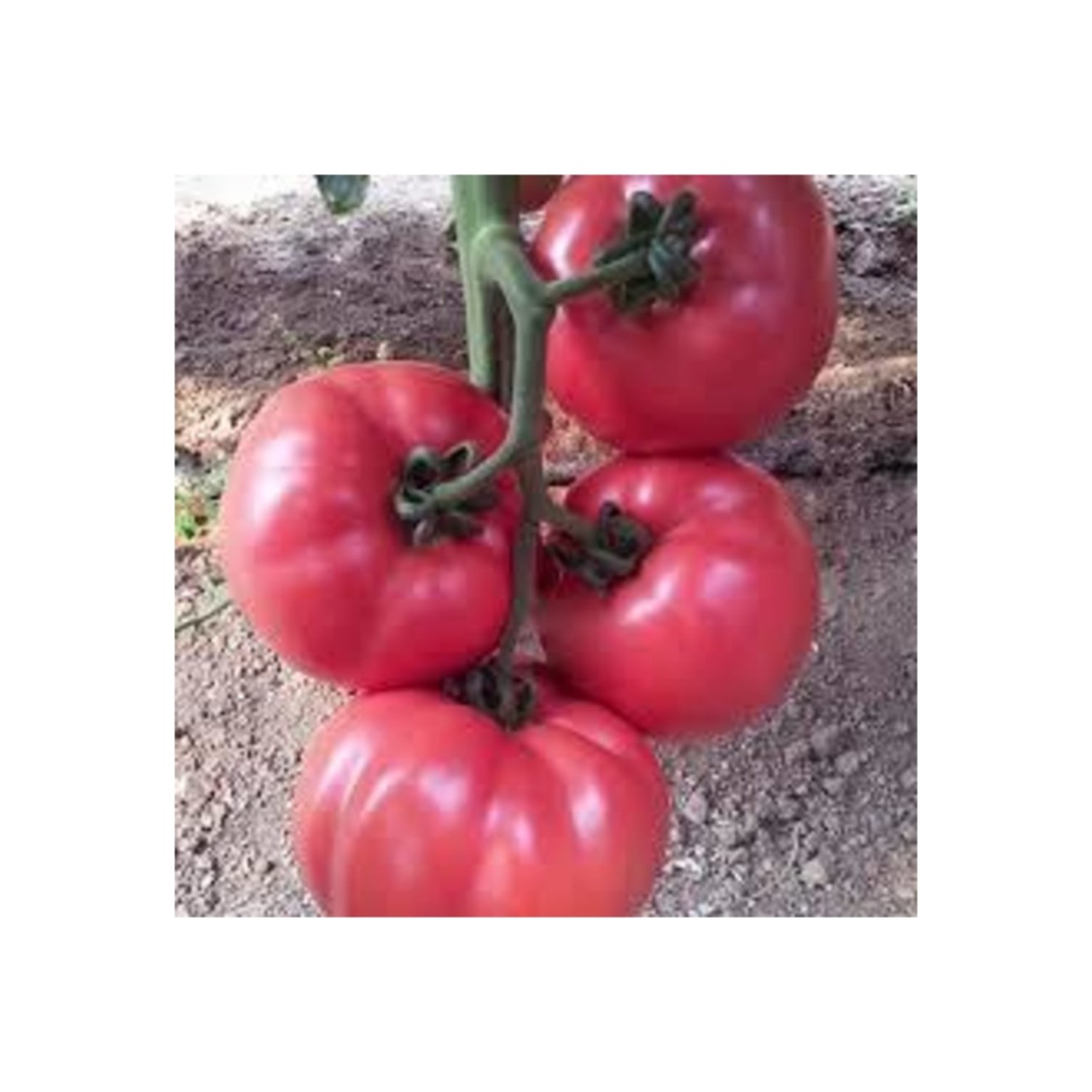 помидоры пинк парадайз отзывы фото