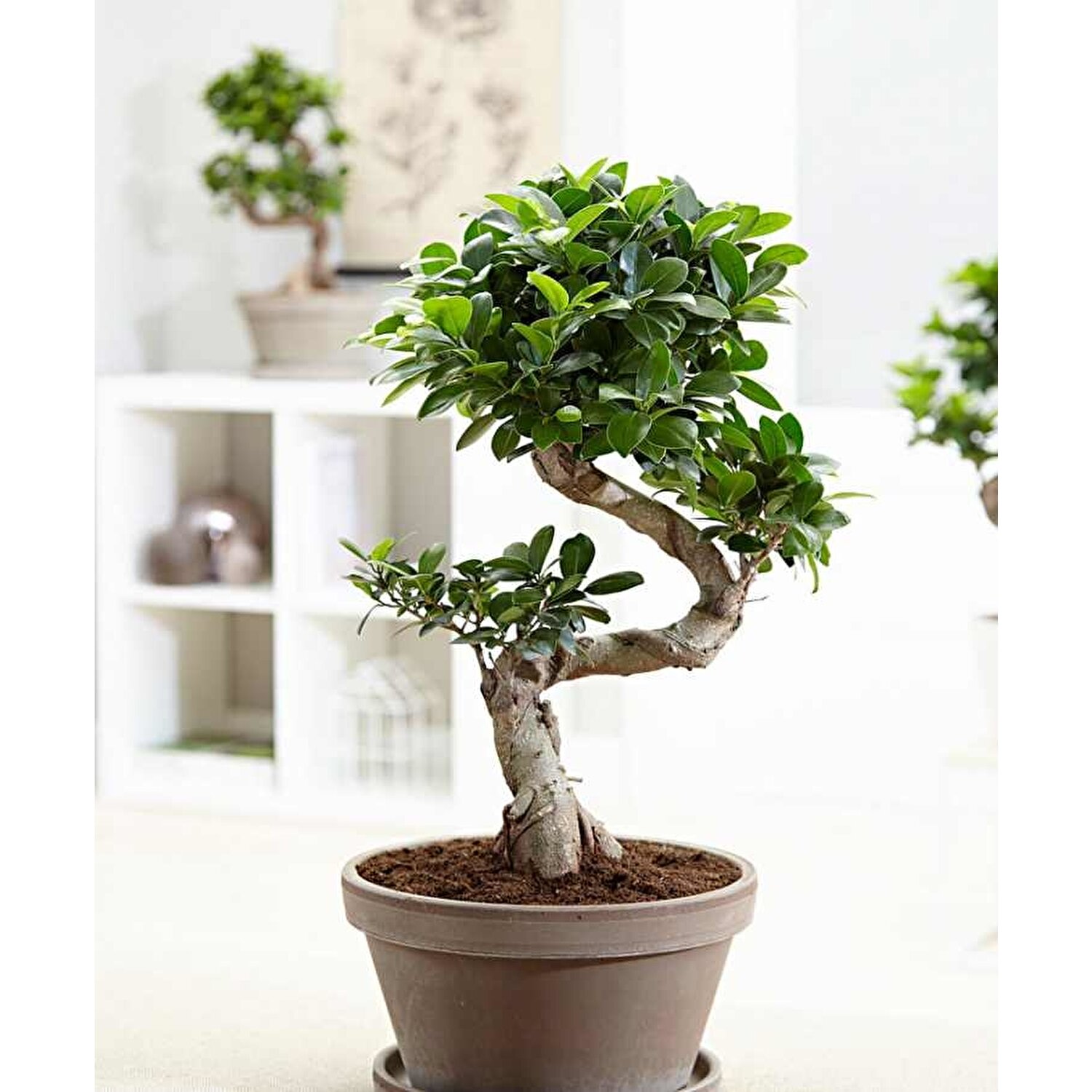 Fidan Burada Ficus S Bonsai 50 - 60 cm Fiyatı - Taksit Seçenekleri