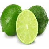 Fidan Sahası Tüplü Bodur Lime Misket Limon 2 Yaş Boy 70 - 80 cm