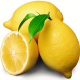 Fidan Sahası Tüplü Bodur Saksılık Enterdonat Limon Fidanı 4 Yaş 80-100 Boy