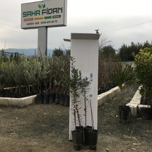 Fidan Sahası Saksılı Bodur Arbequina Zeytin Fidanı 1 Yaş - 40 - 60 cm 4'lü