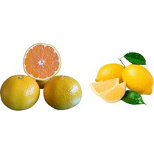 Fidan Sahası Tüplü Bodur Yediveren Limon + Okitsu Mandalina