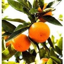 Fidan Sahası Tüplü Satsuma Mandalina Fidanı Yaş 1 - 2 Boy 90 - 110 cm