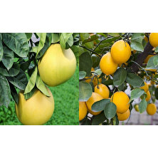 Fidan Sahası Tüplü Yediveren Limon + Şadok Ağaç Kavunu 1 - 2 Yaş 90 - 110 cm