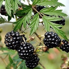 Fidanistanbul Rubus Fruticosus Thornless Evergreen Yaprak Dökmeyen Böğürtlen Ithal, 20 Cm, Saksıda