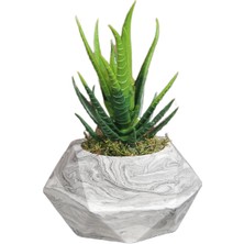 Fatoş Home Dekoratif Beton Saksıda Aloevera Çiçek