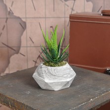 Fatoş Home Dekoratif Beton Saksıda Aloevera Çiçek