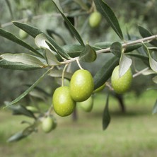 Yalova Fidan Market Gemlik Trilye Zeytin Fidanı