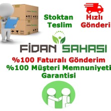 Fidan Sahası Saksılı Yasemin Kokulu Şarmaşık Fidanı 1 Yaş 90-120 cm Boy