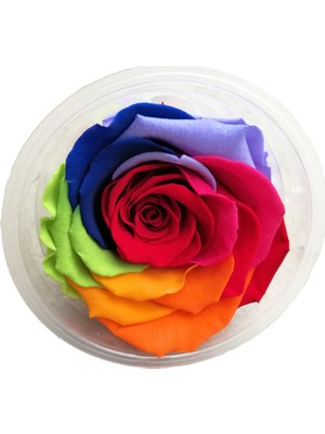 Aden Tasarım Şoklanmış Gül Solmayan Gül Rainbow Kırmızı Xl