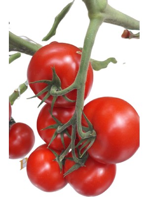 Fide Sepeti Çeri Domates Tohumu 1gr 1 Paket