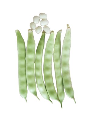 Fide Sepeti Fasulye Tohumu (Özayşe) 2Kg 1 Paket