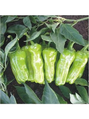 Fide Sepeti Üçburun Biber Tohumu 10gr 1 Paket