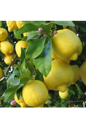 Yapay Bodur Limon Agaci Melamin Saksida 100 Cm
