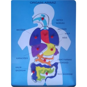 Ahşap Puzzle Organlarımız