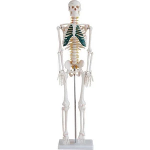 Ece Spinal Sinirleri Gösterir İnsan İskeleti Modeli 85 cm